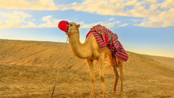 Desert Safari In Jaisalmer