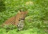 Jhalana Safari Park Jaipur