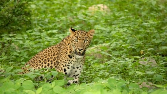 Jhalana Safari Park Jaipur