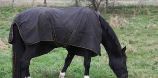 Caribu horse rugs