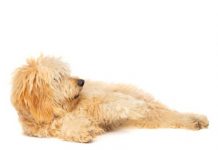 American Doodle Registry