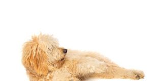 American Doodle Registry