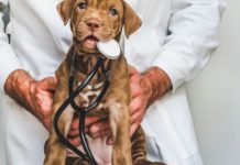 Oxford Veterinary