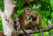 Monkey Holding a Gun