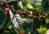 The Best Practices of Sustainable Coffee Farming