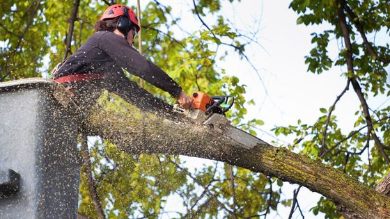 Mencer's Tree Service