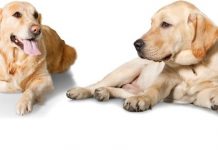 6 Signs of Heart Disease in Dogs