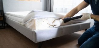 The Dangers of Bed Bugs and the Importance of Removal